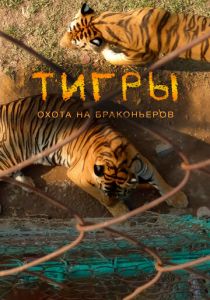 Тигры: Охота на браконьеров 2020 скачать торрент