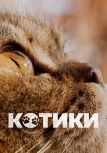Котики 2022 скачать торрент