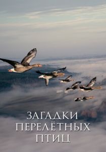 Загадки перелётных птиц 2014 скачать торрент