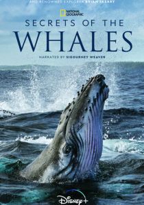 Тайны китов 2021 скачать торрент