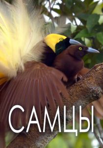 Самцы 2019 скачать торрент