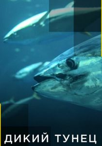 Дикий тунец 2012 скачать торрент