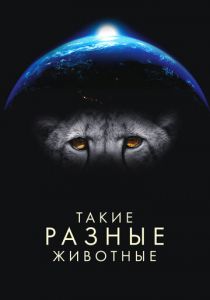 Такие разные животные 2024 скачать торрент